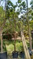 Ficus Pandurata