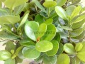 Ficus microcarpa Moclame