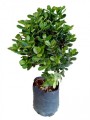 Ficus microcarpa Moclame