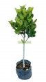 Ficus microcarpa Moclame