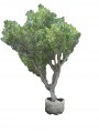 Laurel de la india