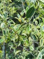 Laurel de la india blanco