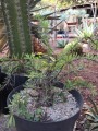 Ocotillo de Tehuacán