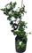 Gardenia