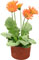 Gerbera
