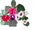 Gloxinia