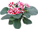 Gloxinia