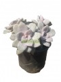 Crassula Paraguayense
