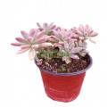 Graptosedum Darley Sunshine