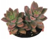 Graptosedum 'Vera Higgins'