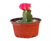 Cactus injertado