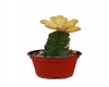 Cactus injertado