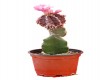 Cactus injertado