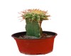 Cactus injertado