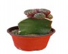 Cactus injertado