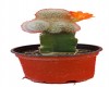 Cactus injertado