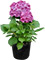 Hortensia