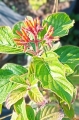 Coralillo