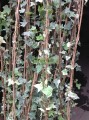Hiedra mini variegata