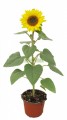 Girasol