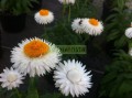 Flor de papel