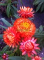 Flor de papel