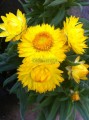 Flor de papel