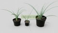 Yucca de Texas