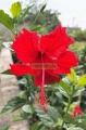 Tulipán flor sencilla roja o rosa