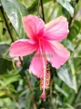 Tulipán flor sencilla roja o rosa