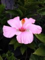 Tulipán hawaiano Hibrido