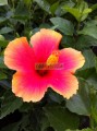 Tulipán hawaiano Hibrido