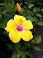 Tulipán hawaiano Hibrido