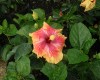 Tulipán hawaiano Hibrido