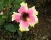 Tulipán hawaiano Hibrido