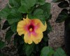 Tulipán hawaiano Hibrido