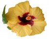 Tulipán hawaiano Hibrido