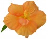 Tulipán hawaiano Hibrido