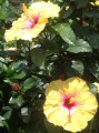 Tulipán hawaiano Hibrido