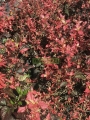 Tulipán de hojas y flores rojas