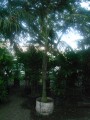 Palma kentia