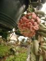 Hoya Carnosa Krinkle Kurl