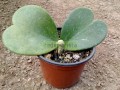 Hoja de corazón