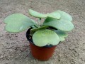Hoja de corazón