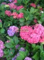 Hortensia