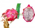 Pitahaya