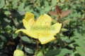 Hipericum
