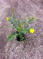 Hipericum