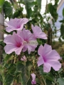 Casahuate rosa