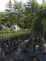 Jacaranda